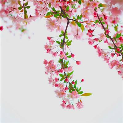 澳门精准正版资料大全手机app下载